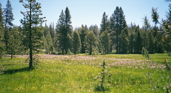 Silver Divide Trip